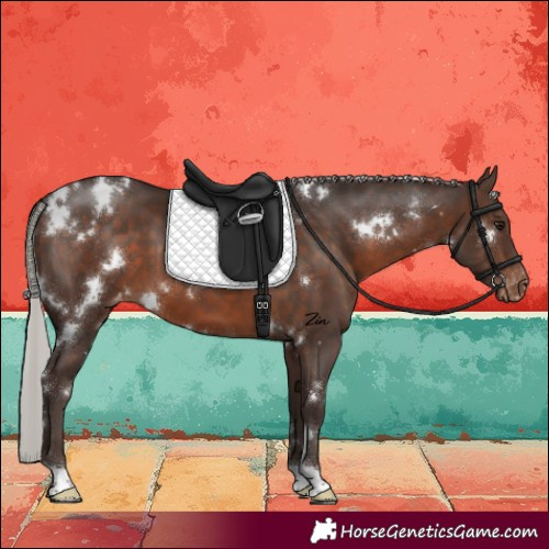 Horse Color:White Spotted Silver Brown Varnish