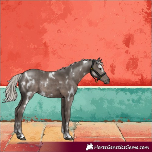 Horse Color:White Spotted Silver Black Rabicano