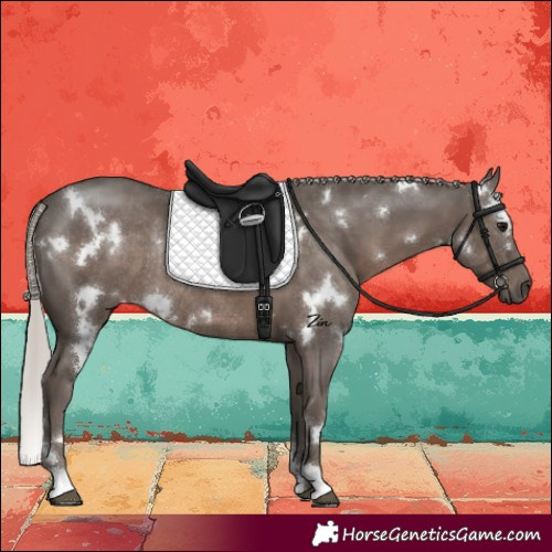 Horse Color:White Spotted Silver Black Rabicano