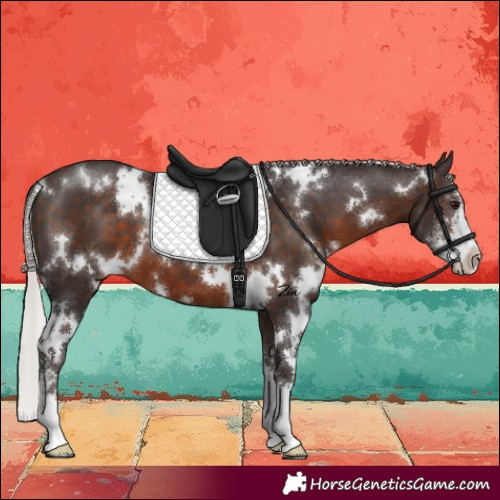 Horse Color:White Spotted Silver Brown Sabino Varnish 