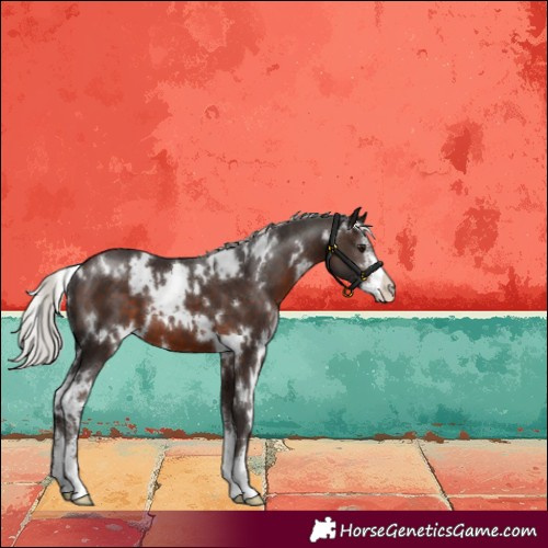 Horse Color:White Spotted Silver Brown Sabino Appaloosa