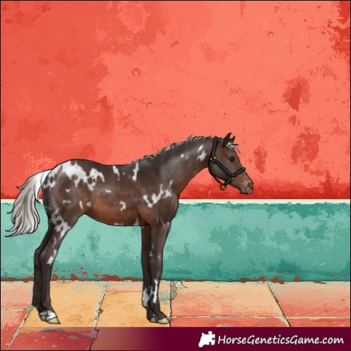 Horse Color:White Spotted Silver Brown Appaloosa 