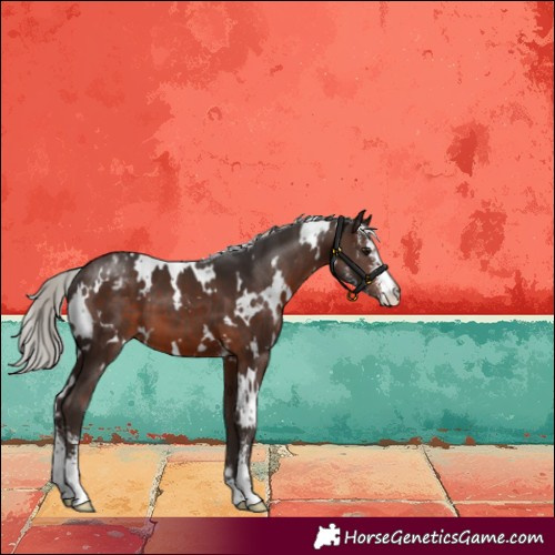Horse Color:White Spotted Silver Brown Sabino Appaloosa