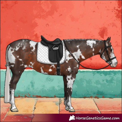 Horse Color:White Spotted Silver Brown Sabino Varnish 