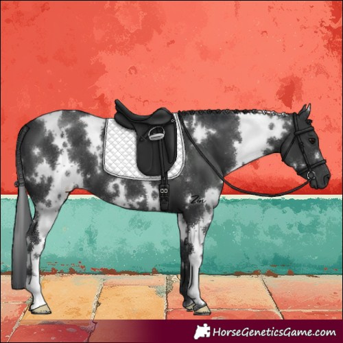 Horse Color:White Spotted Black 