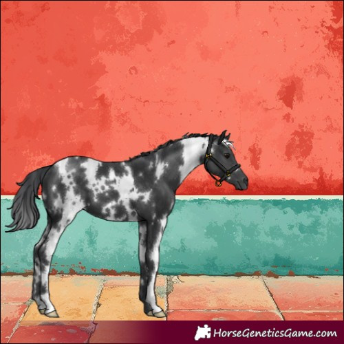 Horse Color:White Spotted Black 