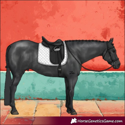 Horse Color:Black Rabicano