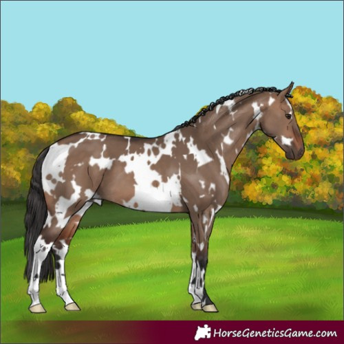 Horse Color:White Spotted Brown Dun 