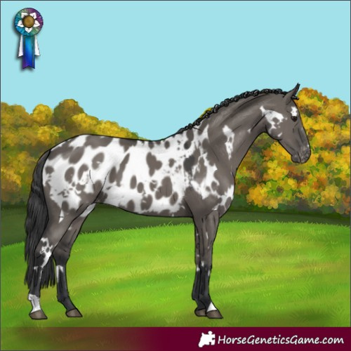 Horse Color:White Spotted Grullo Near Leopard 