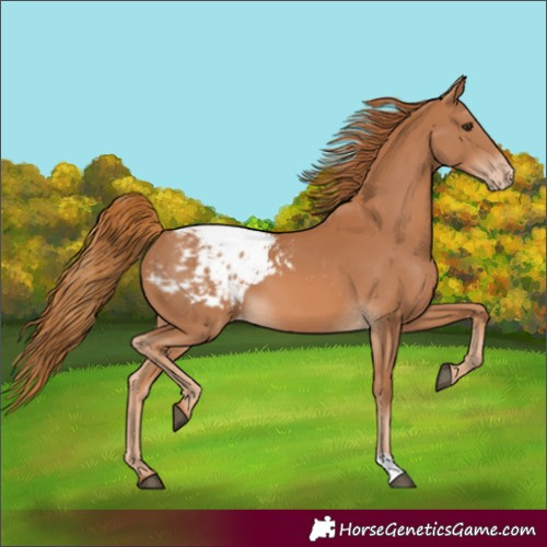 Horse Color:Chestnut Blanket