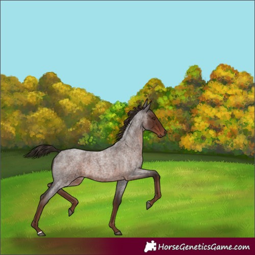 Horse Color:Liver Red Roan