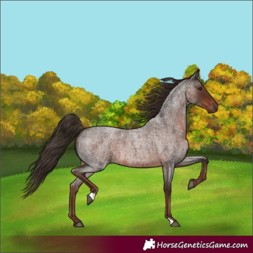 Horse Color:Liver Red Roan 