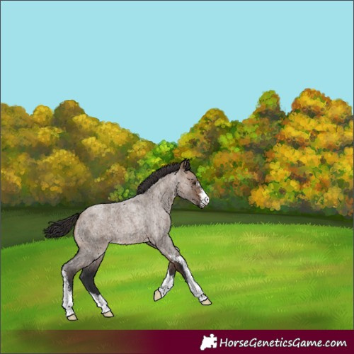 Horse Color:Brown Roan Dun Sabino 