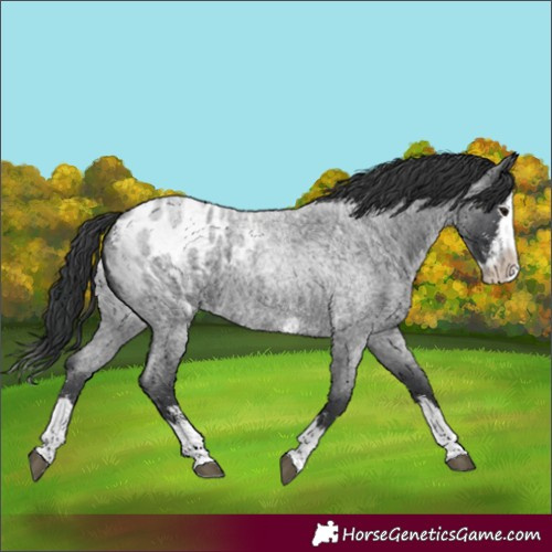 Horse Color:Blue Roan Sabino Splash Blanket
