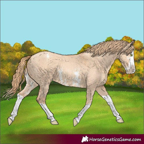Horse Color:Gold Champagne Dun Sabino Splash Varnish