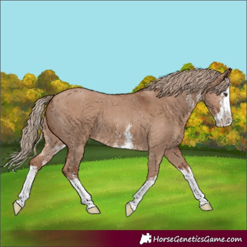 Horse Color:Red Dun Sabino Splash 