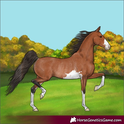 Horse Color:Bay Rabicano