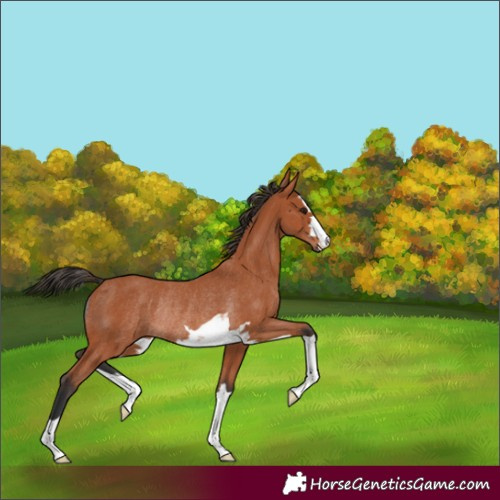 Horse Color:Bay Rabicano