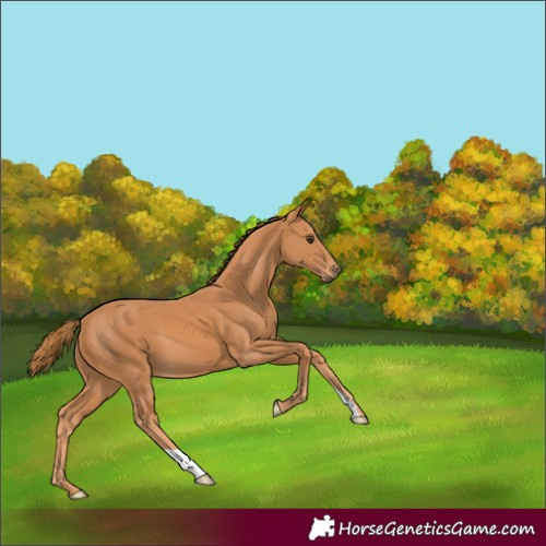 Horse Color:Chestnut 