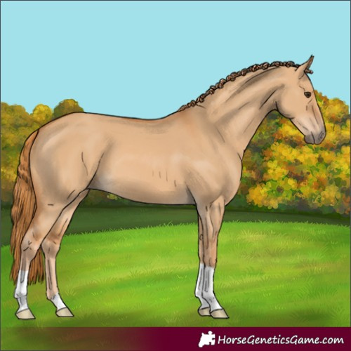 Horse Color:Red Dun 