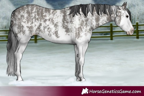 Horse Color:Grullo Sabino Splash  and Grullo Sabino Splash 
