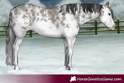 Horse Color:Grullo Sabino Splash  and Grullo Sabino Splash 