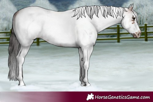 Horse Color:White Spotted Brown Roan Frame