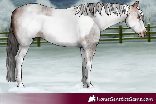 Horse Color:White Spotted Bay Roan Frame