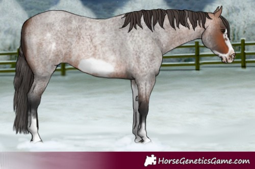Horse Color:White Spotted Bay Roan Frame