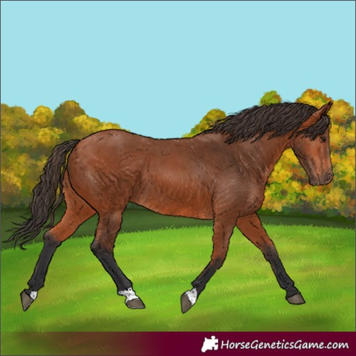Horse Color:Bay 