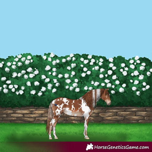Horse Color:White Spotted Chestnut 