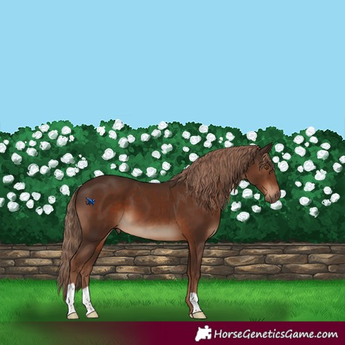 Horse Color:Liver Chestnut 