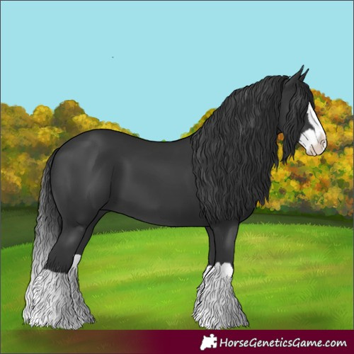 Horse Color:Black Splash 