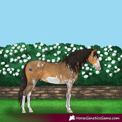 Horse Color:Gray White Spotted Amber Cream Champagne Frame Varnish 