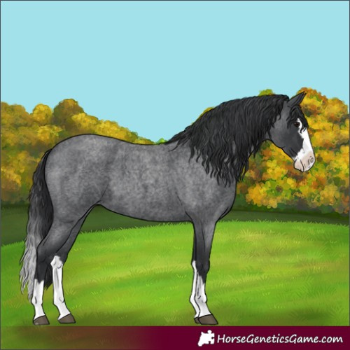 Horse Color:Unknown 