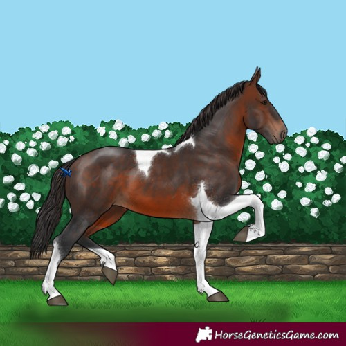 Horse Color:Brown Tobiano