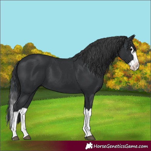 Horse Color:Black Splash