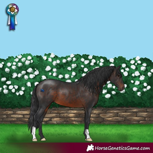 Horse Color:Brown 