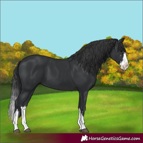 Horse Color:Unknown 