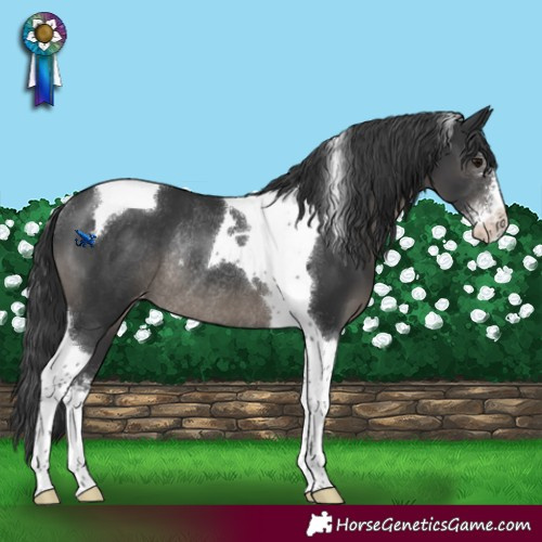 Horse Color:Black Sabino Tobiano Varnish Rabicano