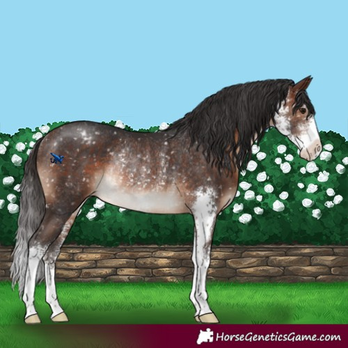 Horse Color:Brown Sabino Snowflake VarnishRabicano 
