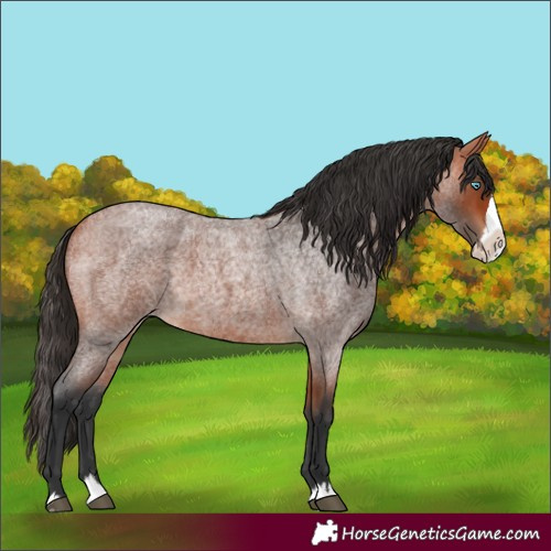 Horse Color:Bay Roan Splash 