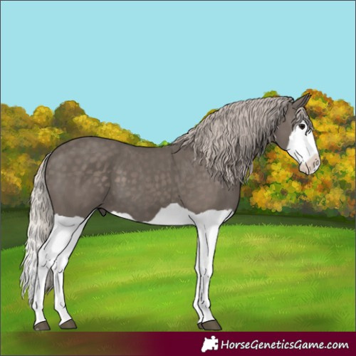 Horse Color:Silver Black Splash