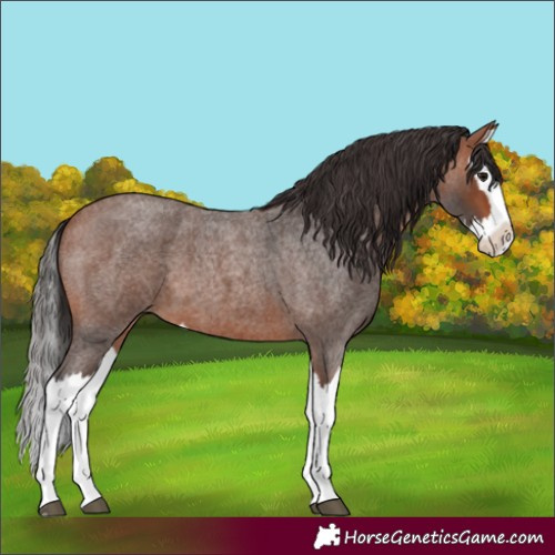 Horse Color:Bay Roan Splash 