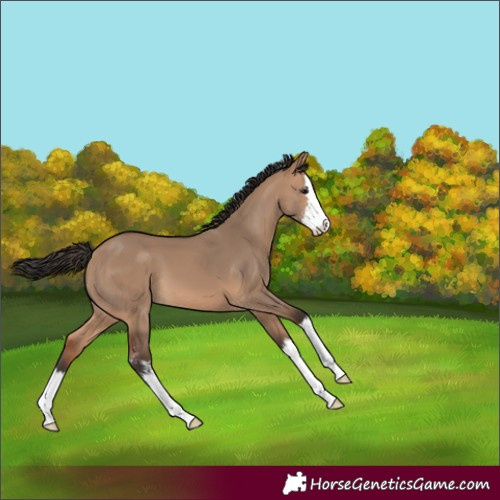 Horse Color:Bay Dun Sabino Splash 