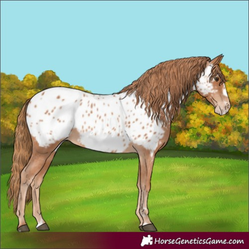Horse Color:Chestnut Frame Appaloosa