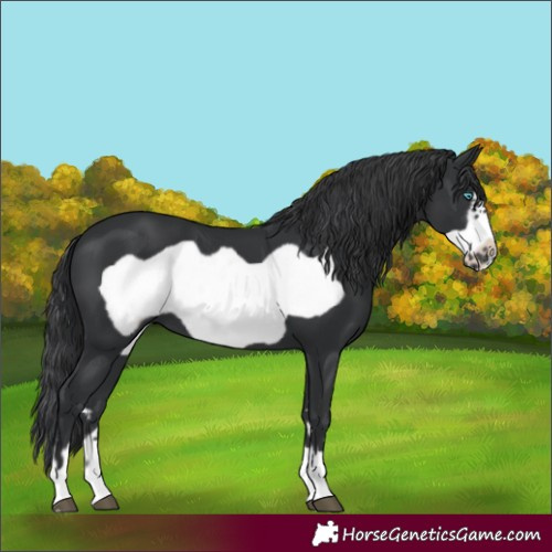 Horse Color:Black Frame 