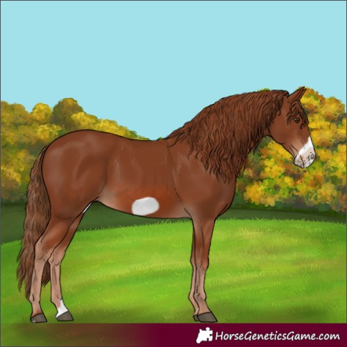 Horse Color:Chestnut Frame 