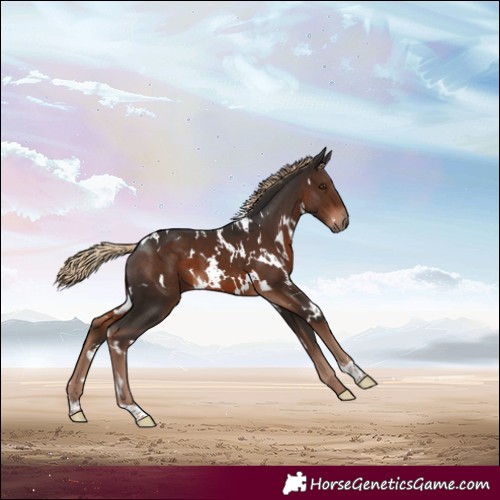 Horse Color:White Spotted Liver Chestnut 