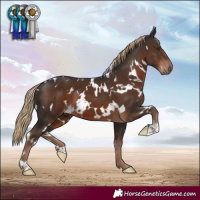 Horse Color:White Spotted Liver Chestnut 